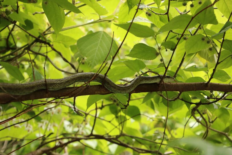 snake on tree 810x540 1