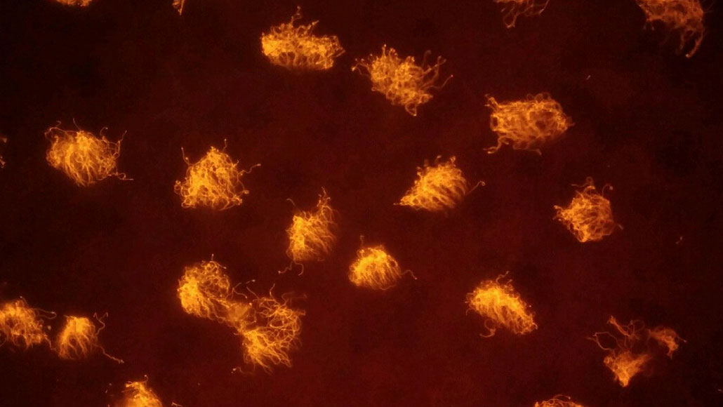 Scientists Create Living Robots Out Of Frog Skin Cells 1 033121 ls frog stem cells feat