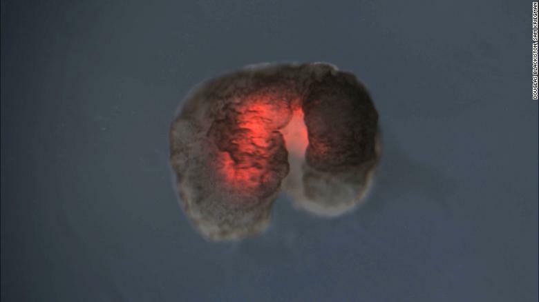 Scientists Create Living Robots Out Of Frog Skin Cells 2 200114110026 02 xenobots uvm exlarge 169