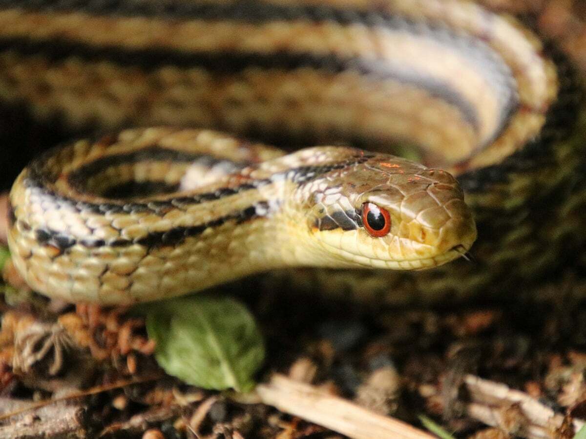 Radioactive Snakes Could Help Monitor the Consequences From the Fukushima Disaster