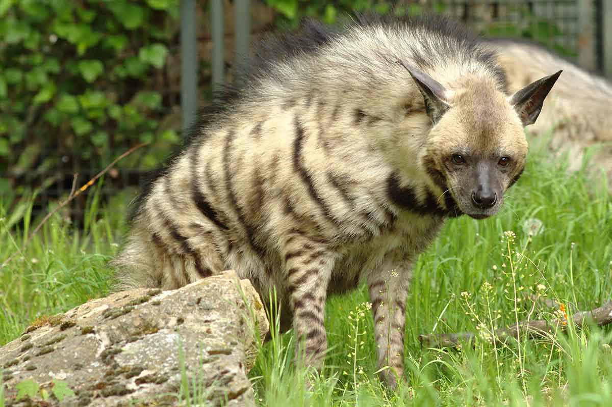 Striped Hyena 4