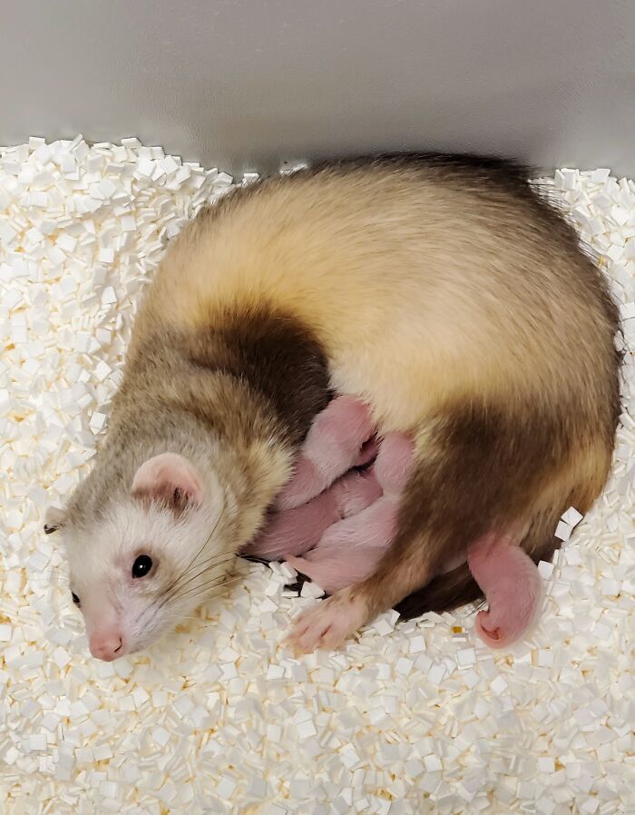 Scientists ‘Revive’ Endangered Ferret That Died in 1988 With Cloning Technology 1 ferret died 1988 brought back life 2