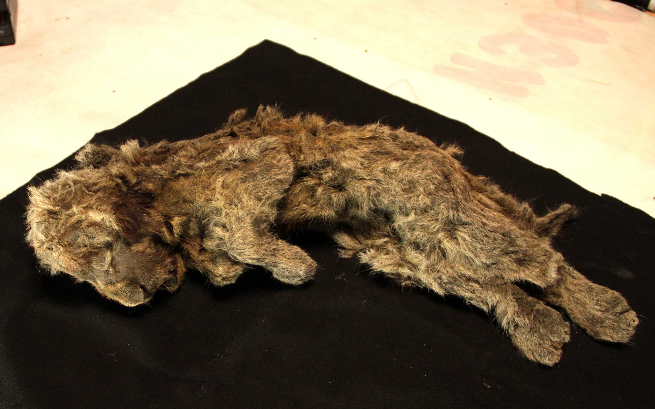 Researchers Find Perfectly Preserved Cave Lion From the Ice Age