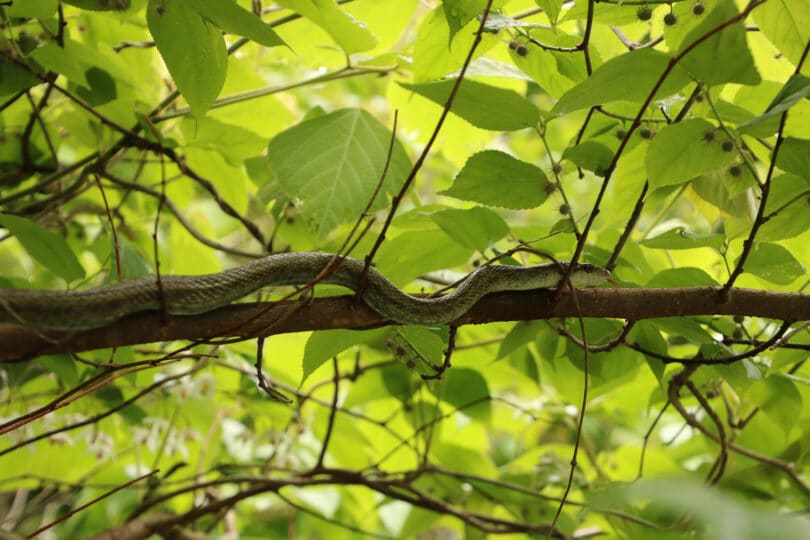 Radioactive Snakes Could Help Monitor the Consequences From the Fukushima Disaster 1 snake on tree 810x540 1
