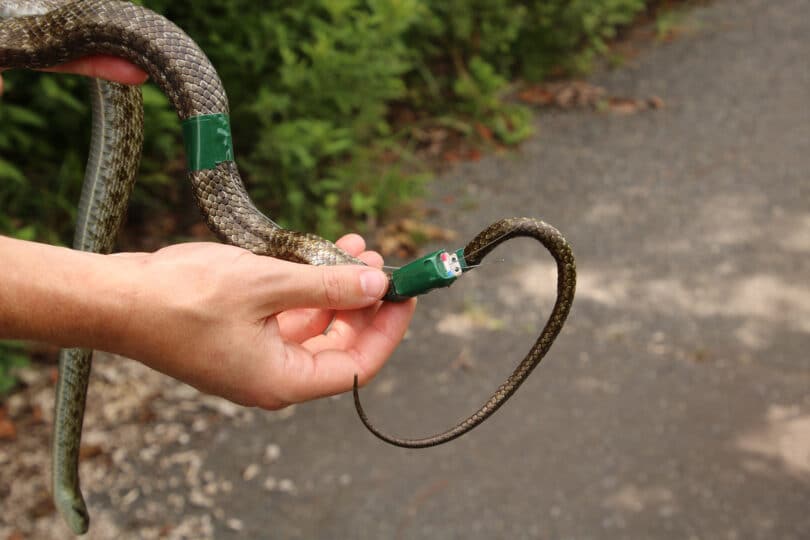 Radioactive Snakes Could Help Monitor the Consequences From the Fukushima Disaster 2 snake with taped receptors 810x540 1